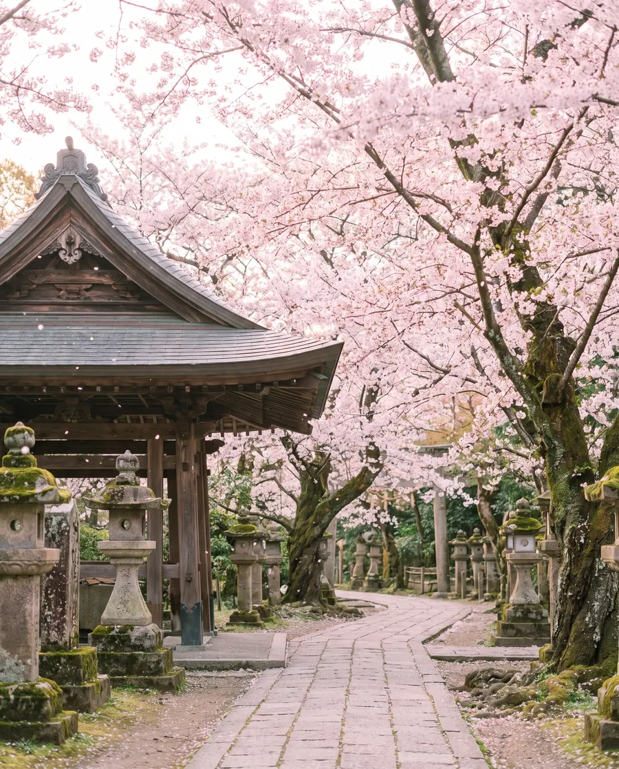 Cherry blossoms over a temple path in Kyoto